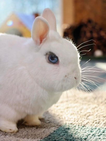 white bunny with blue eyes